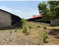 Un grand ferme a vendre a Maférinyah