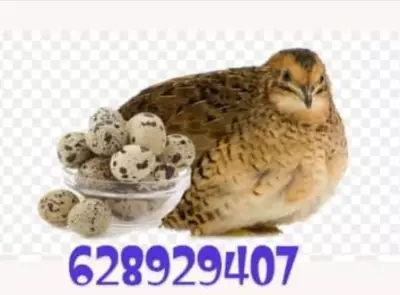 Cailles et Œufs de Cailles 